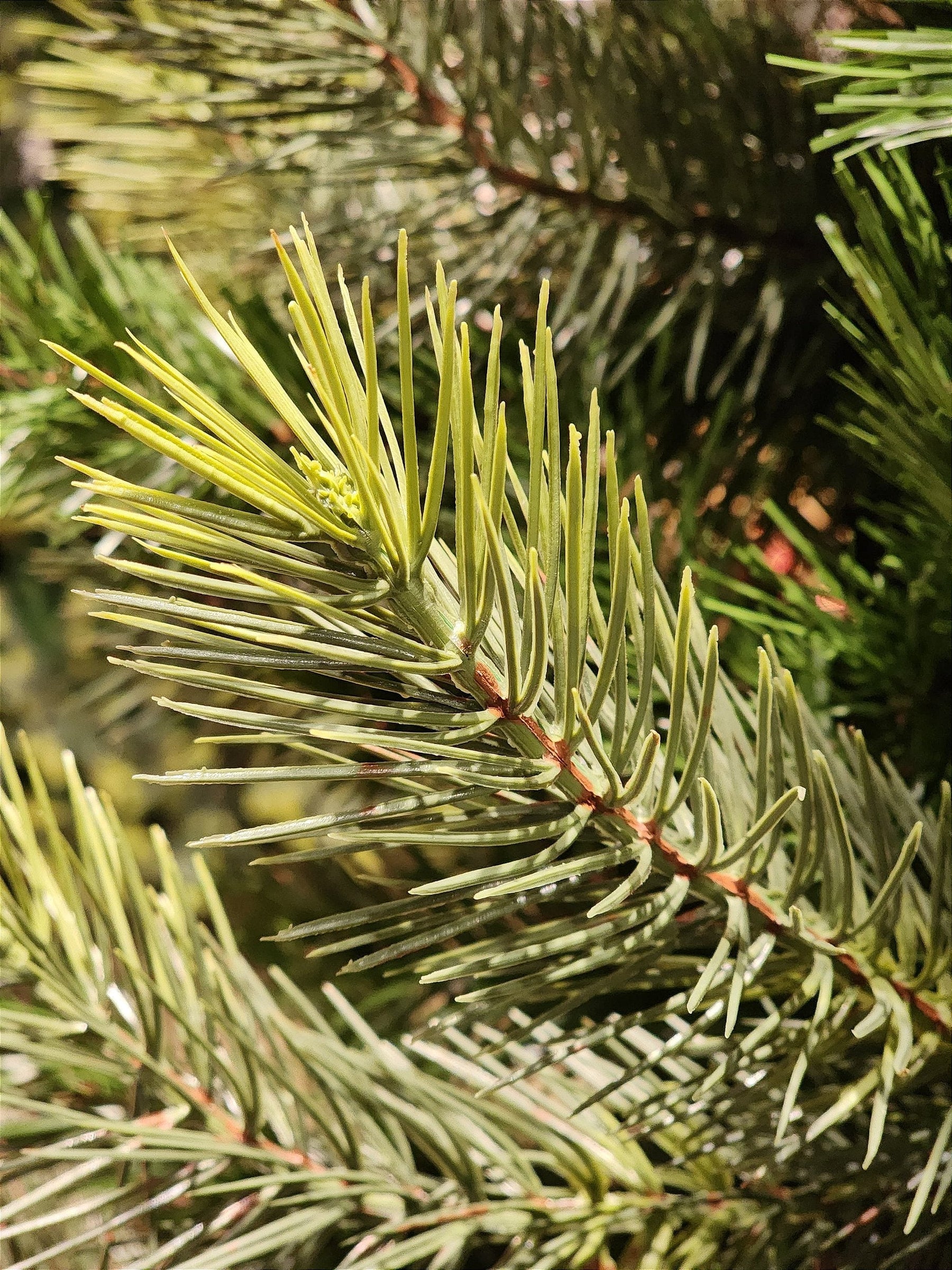 ÁRVORE PINHEIRO REALISTA LISBOA 1484 GALHOS 2,10CM